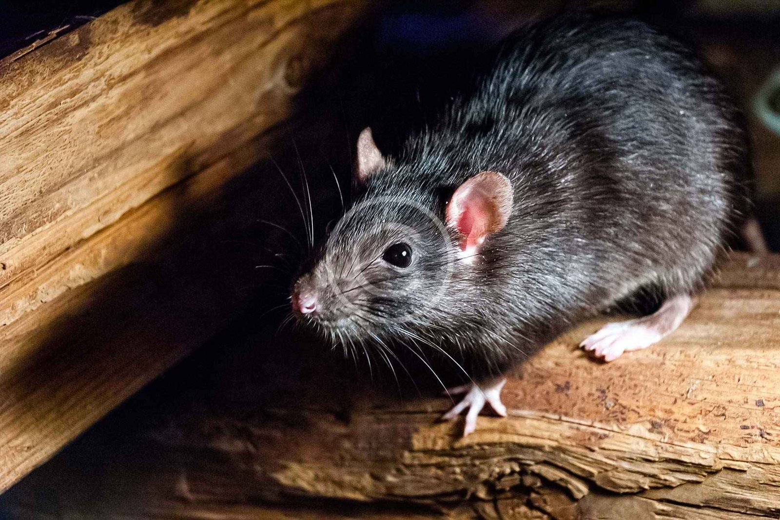 Rodents