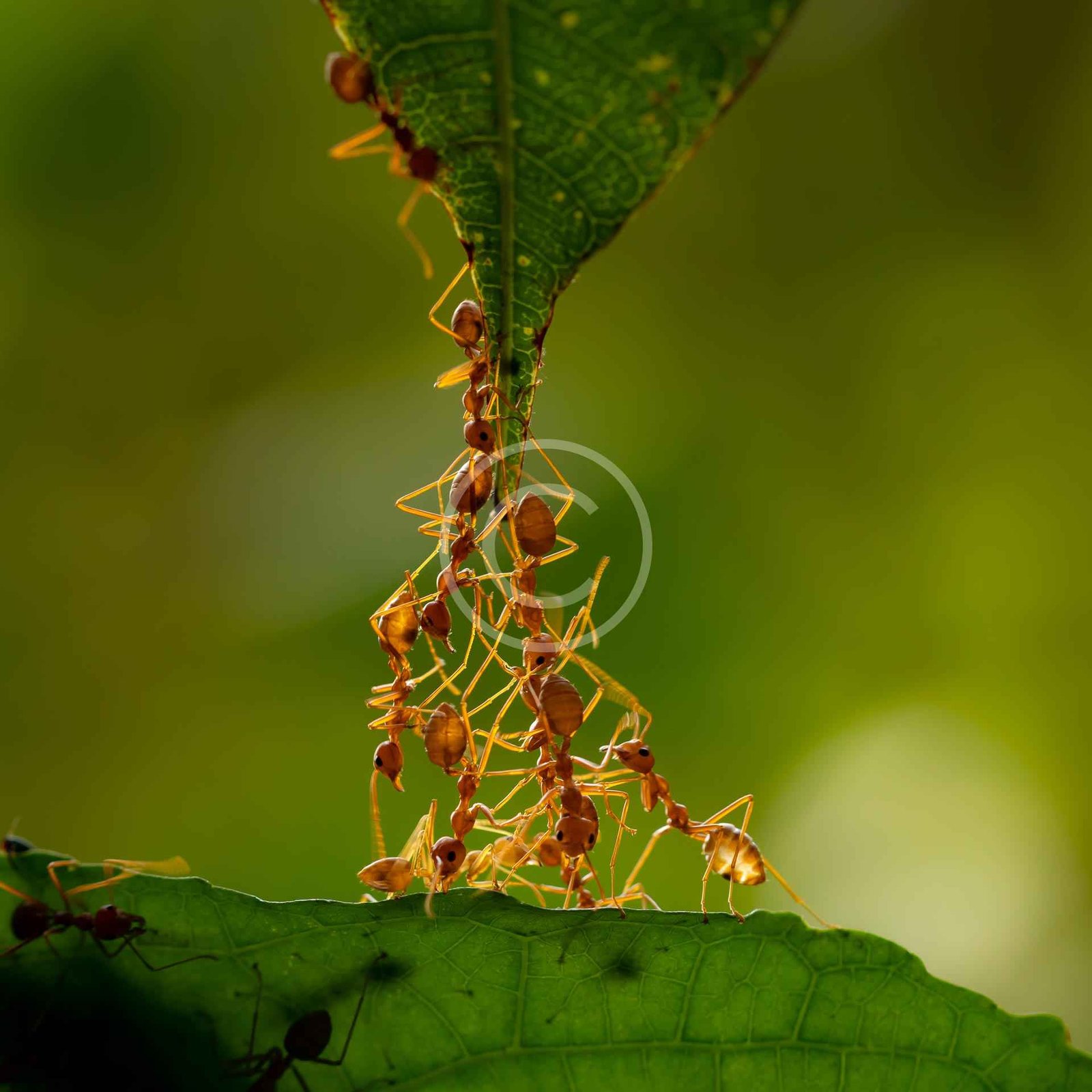 Ants
