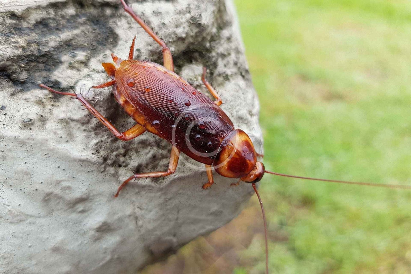 Roaches